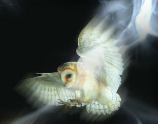 Magic Owl